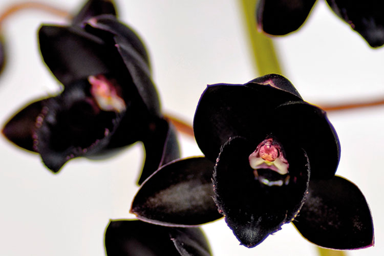 Schwarze Orchidee