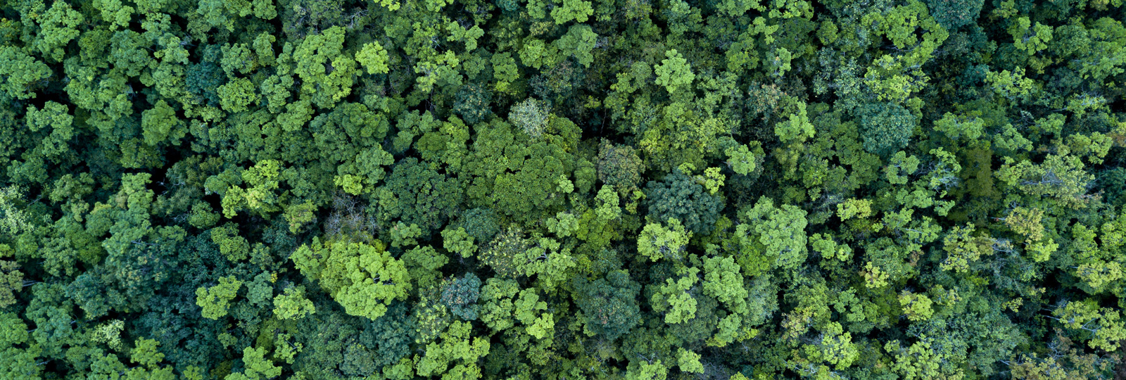 Holzbeschichtungen: Schutz und farbige Gestaltungsmöglichkeiten