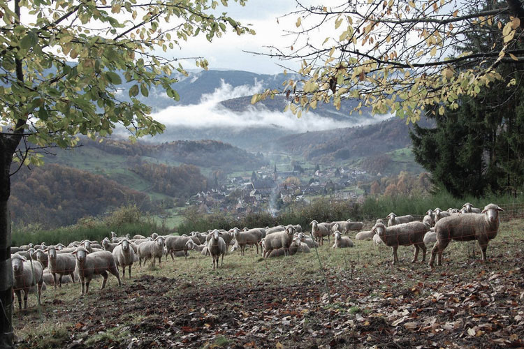 48° Nord Landscape Hotel: Schafherde vor dem Hotel