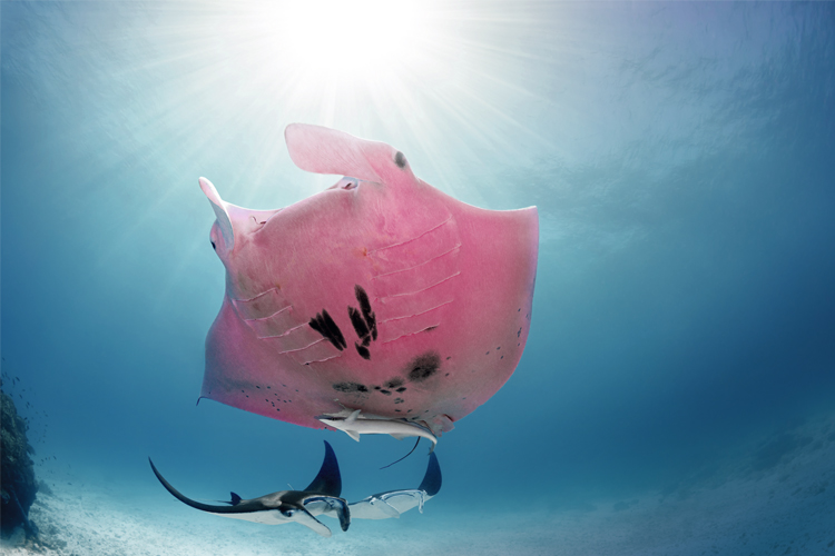 rosafarbener Mantarochen